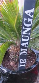 Te Maunga Cottage - New Plymouth