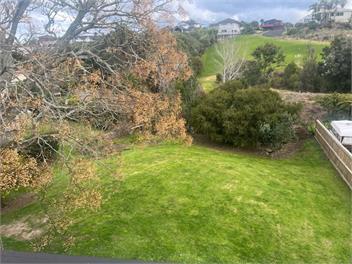 Beach Bush & Birds - Waihi Beach