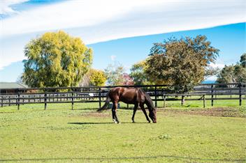 Cottage on Equestrian Estate - Hastings