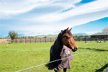 Cottage on Equestrian Estate - Hastings
