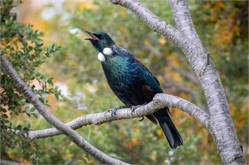 Matai by the Lake (Bachcare) - Te Anau