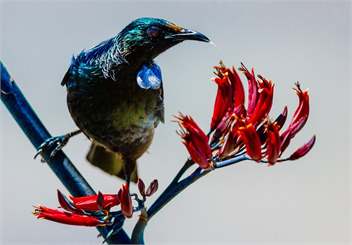 The Factory - Kaikoura