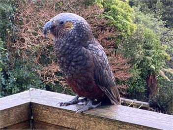 Oban Lodge - Stewart Island