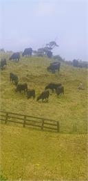 Te Maunga Cottage - New Plymouth