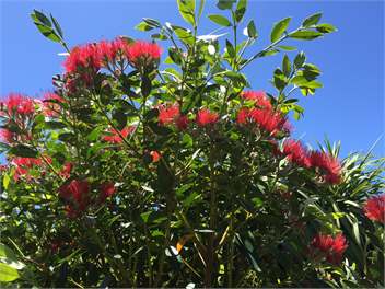 Te Whare Orangi -