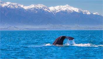 The Factory - Kaikoura