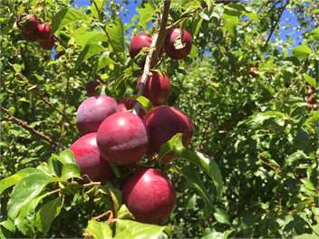 Te Whare Orangi -