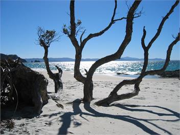 Cuvier Island View - Whitianga