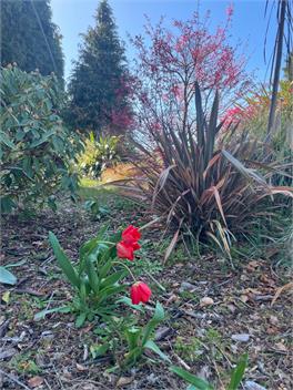 Awatea Chalet - Ohakune