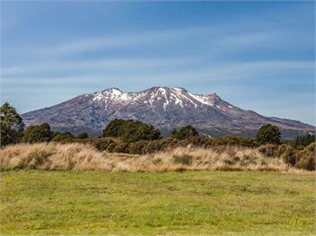 Sno Ruapehu (Bachcare) - Horopito