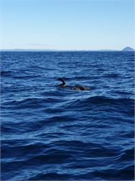 Sea de Lite - Ohope