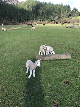 Mill Creek Cottage - Whitianga