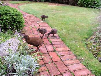 Kowhai Lane Holiday Home - Stewart Island