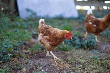 The Barn and Bivvy - 