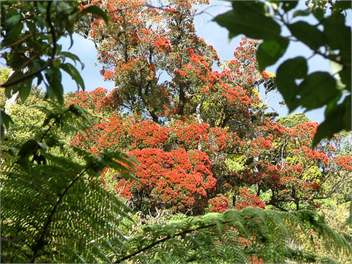 Kowhai Lane Holiday Home - Stewart Island
