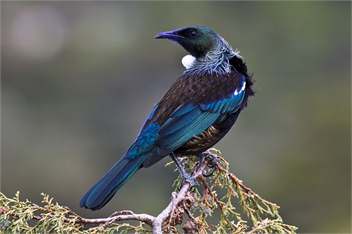 Kowhai Lane Holiday Home - Stewart Island