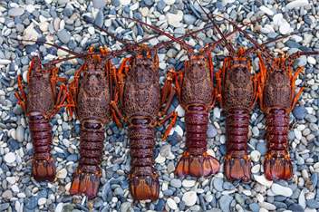 The Factory - Kaikoura