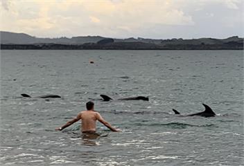 Beachfront Getaway - Bay of Islands - Russell