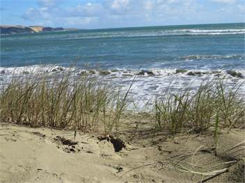 Ahipara Pine - NInety Mile Beach, Northland