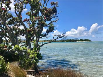 Marotere - Bream Bay