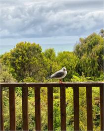 'Parinui' Punakaiki - Punakaiki