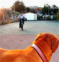 Montrose Pet Friendly Heritage Beach House - Dunedin
