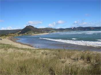 Ahipara Pine - NInety Mile Beach, Northland