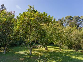 Birdsong (Bachcare) - Whangamata