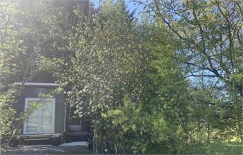 Apple Tree Cabin - Hanmer Springs