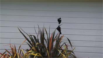 Holiday Home in Algies Bay, Auckland - Auckland