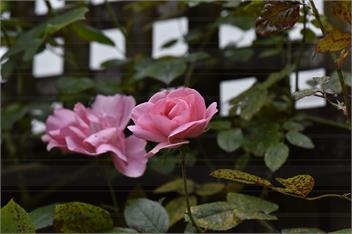 59 Chaucer Apartment - Cambridge 3432