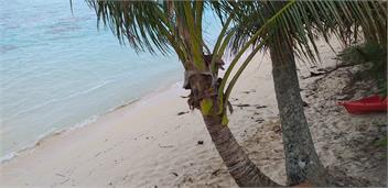 Tarani Beach Studio : air conditioned. With FREE Wifi - Rarotonga. Cook Islands