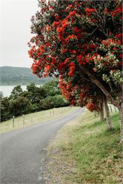 Hidden Beachfront Cottage on a Private Beach - Whangarei Heads