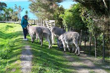 Holiday Home in Algies Bay, Auckland - Auckland