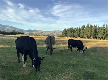 Oxford Holiday Cottage - North Canterbury