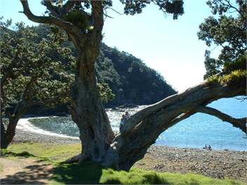 Port Charles Cottage - Coromandel