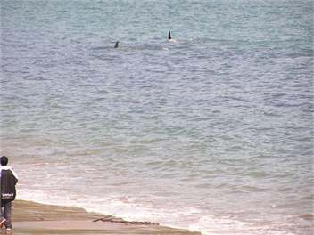 Beach Place - Omapere - Opononi