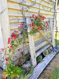 Gold Nugget Hut - Blue Spur Farmstay - Hokitika