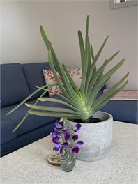 Fantail Orchard Apartment and Garden - Timaru