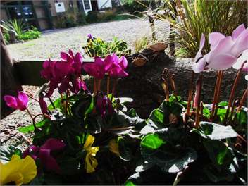 Nut Point Cottage - (Christchurch City and Country Cottages) - West Melton