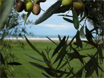 COBWEBS COTTAGE - Riversdale Beach