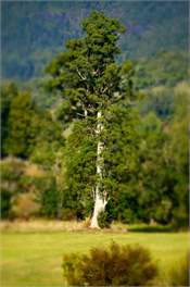 The Log Cabin - Waihi