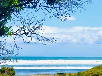 Ahipara Pine - NInety Mile Beach, Northland