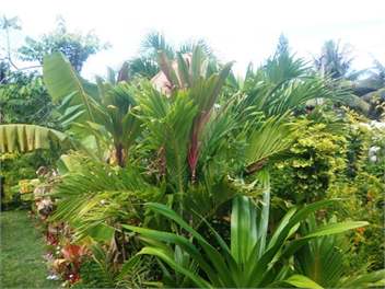 Lya's Bungalows: Titikaveka RAROTONGA - Rarotonga