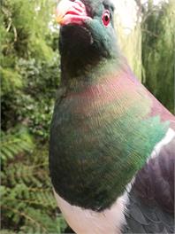 Kererū House - Rakiura/Stewart Island - Oban, Stewart Island