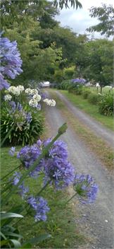 Cherry Tree Lane - Te Awamutu