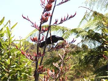 Holiday Home in Te Kouma, Coromandel - Coromandel