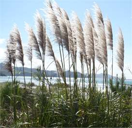Holiday Home in Matarangi Beach, Coromandel - Matarangi