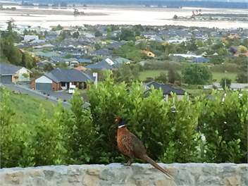 Kingfisher Heights - Nelson
