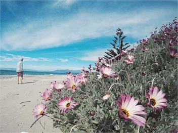 Summer in the Sun - Golden Bay